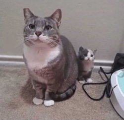 Adult me kitten and my mom Meme Template