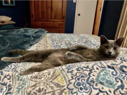 Lounging cat Meme Template