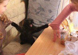 Cat pulling sweaters Meme Template