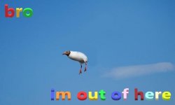 bro im out of here bird Meme Template
