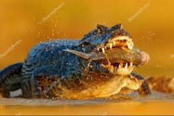 Caiman meme Meme Template