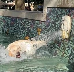 Dog getting soaked Meme Template