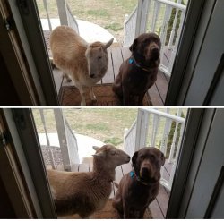 Sheep bothering dog Meme Template