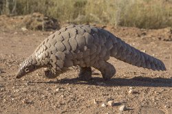 Pangolin casualty Meme Template