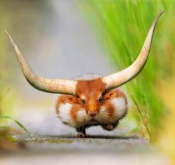 Hamster Longhorn Meme Template