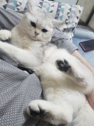 Mia The Kajit 3 Meme Template