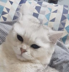 Mia The Kajit 4 Meme Template