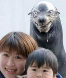 Creepy Seal Meme Template