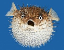 Corona-Blowfish Meme Template