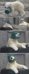 Polar Bear Wearing Bucket Meme Template
