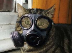 Gas Mask Cat Meme Template
