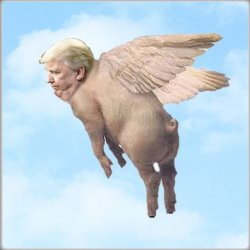 Pigs  fly, but come down as bacon. Trump Meme Template