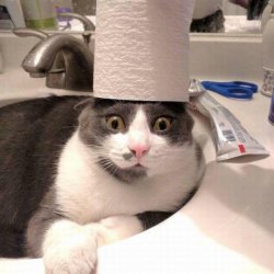 Cat with toilet paper Meme Template
