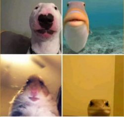 Animals on Facetime Meme Template