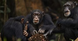 chimps sharing food Meme Template