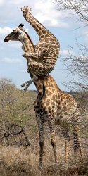 Giraffe on giraffe neck Meme Template