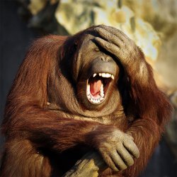 ape Meme Template