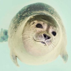 Round Seal Meme Template