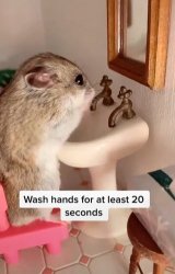 Hamster Meme Template