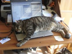 cat sleep keyboard notebook Meme Template
