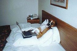 Dog Teleworking in Bed with Laptop Meme Template