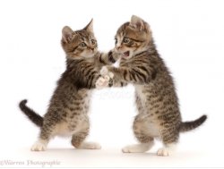 Kittens play fight Meme Template