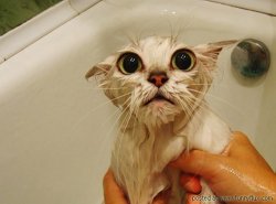 wet cat Meme Template