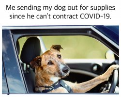 COVID-19 dog driver Meme Template