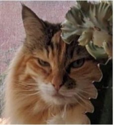 Corona Cat Meme Template