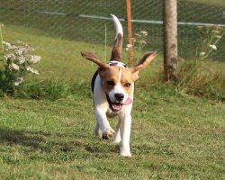 Paws for a Picture Meme Template