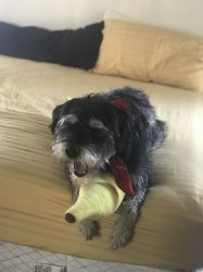 Dog loves banana Meme Template