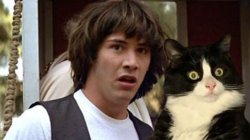Confused Keanu and Cat Meme Template