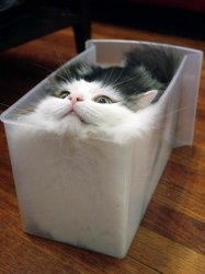 Liquid Cat Meme Template