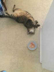 Lazy Fat Cat Meme Template