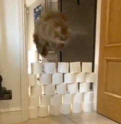 Cat Jumping Over Toilet Paper Meme Template