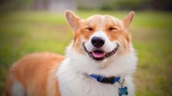 Smiling dog Meme Template