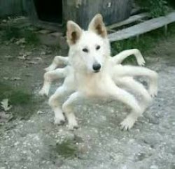 Spiderdog Meme Template