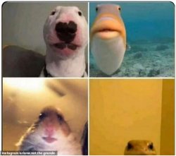 animals close to camera Meme Template