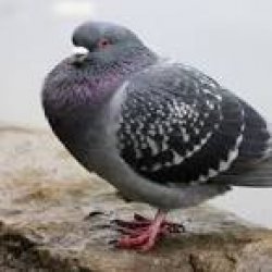 Fat Pigeon Meme Template