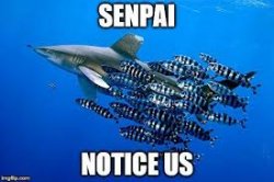 Senpai notice us Meme Template