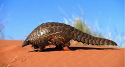 Pangolin Meme Template