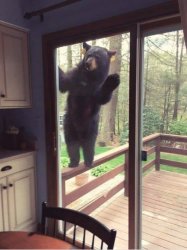 Bear looking in window Meme Template