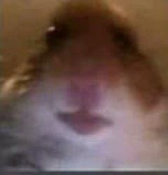 hamster Meme Template