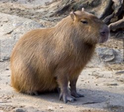 Capybara Meme Template