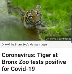 Covid tiger Meme Template