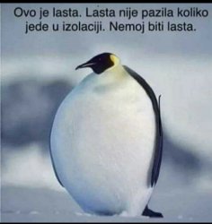 Pinguin Meme Template