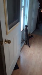 Cat trying to escape Meme Template