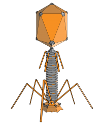 Bacteriophage Meme Template
