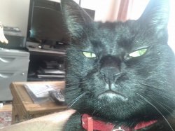 Black cat selfie Meme Template