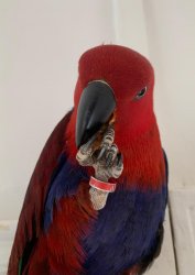 It’s my feckin almond! Meme Template